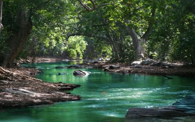 The River Of Life